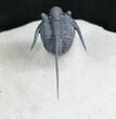 Long Spined Cyphaspis Eberhardiei Trilobite #7780-7